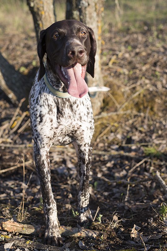 are german shorthaired pointer noisy