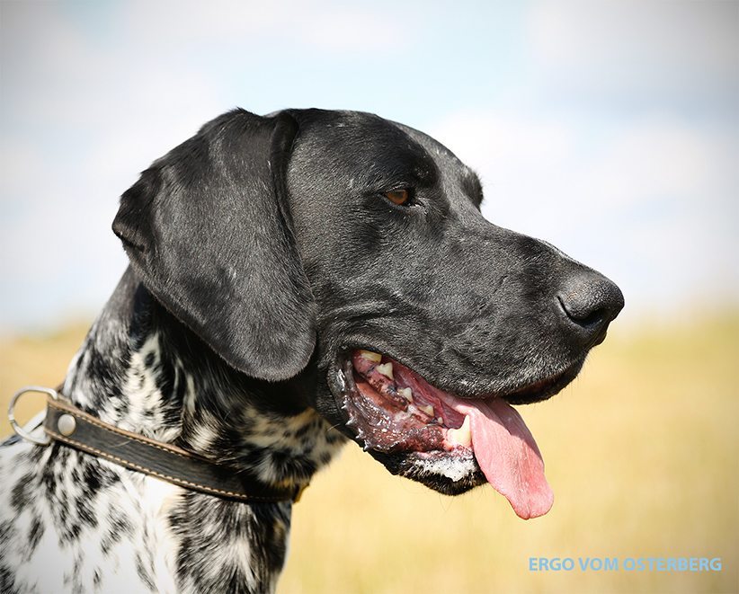 german shorthaired pointer nose