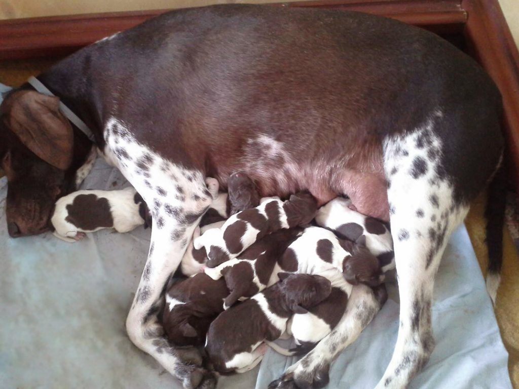 Havana_Born_Pups