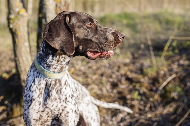 are german shorthaired pointer noisy