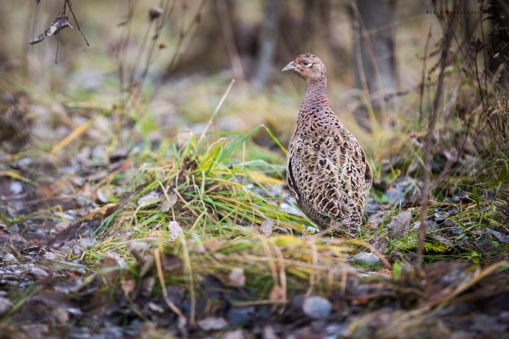 Pheasant_Hunt_2016-11GA2A9042