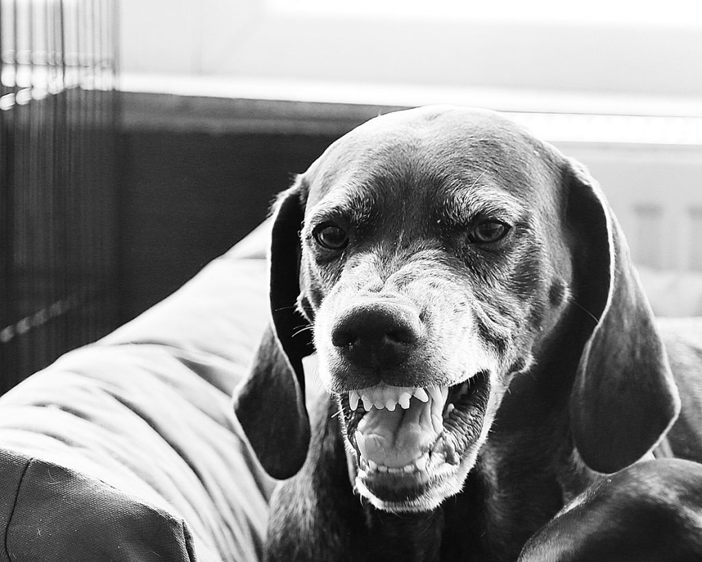 How To Stop Break Up A Dog Fight German Shorthaired Pointer Blog
