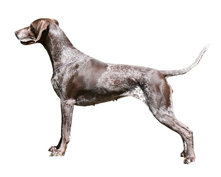 is german shorthaired pointer large breed